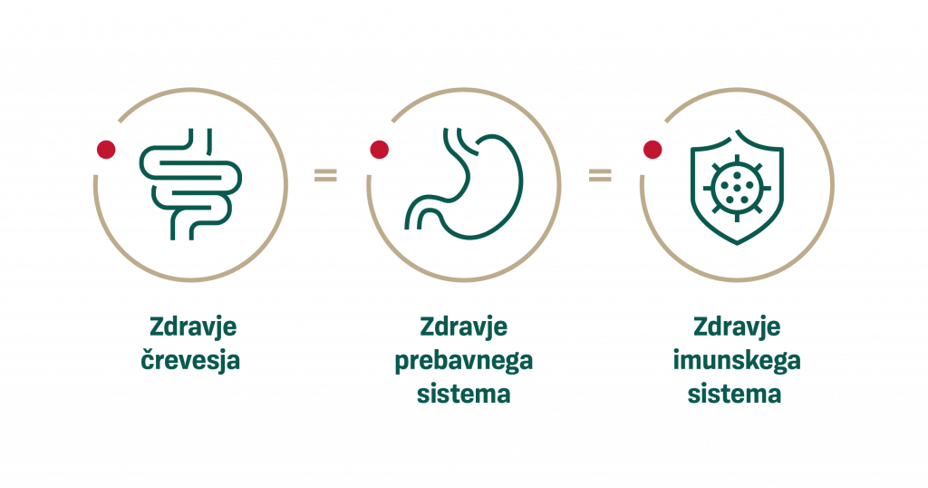 Imunski sistem in prebavni sistem sta pobezana. 
