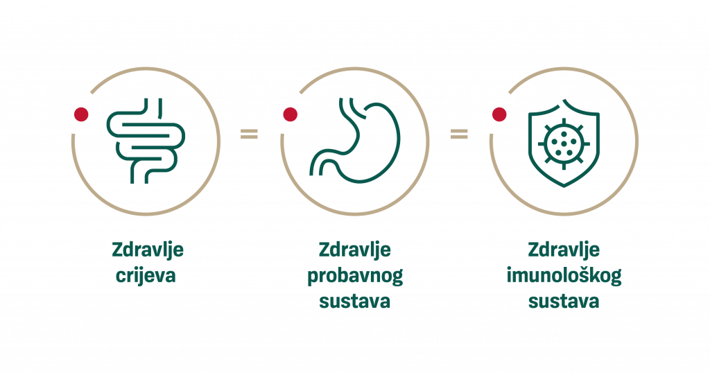 Imunološki sustav i probavni sustav međusobno su povezani.